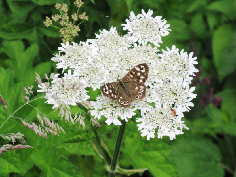 Speckled Wood on Hogweed