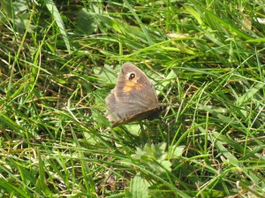 Meadow Brown butterfly basking in the warm sunshine - one of the more abundant species of lowland meadows.